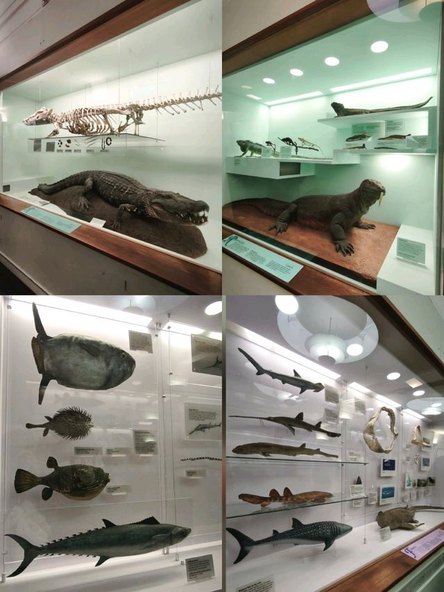 英國自然史博物館🏛人氣恐龍化石，大開眼界（Natural History Museum）