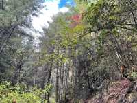 A Hike to Remember in Thimphu -Kuenselphodrang National Park
