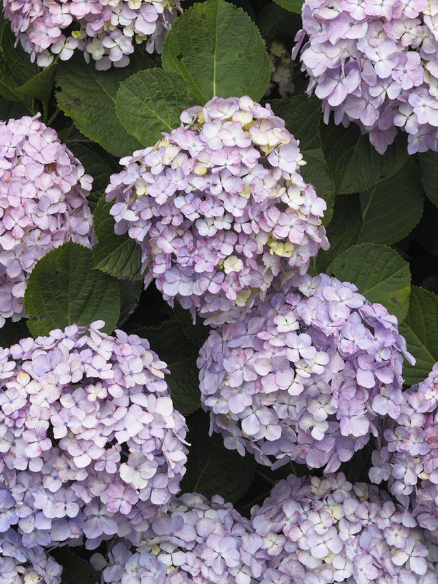 迫力満点　下田公園の紫陽花