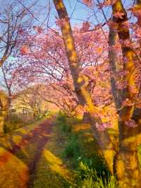Spring Comes Early in Minami-Izu – Sakura by the Sea