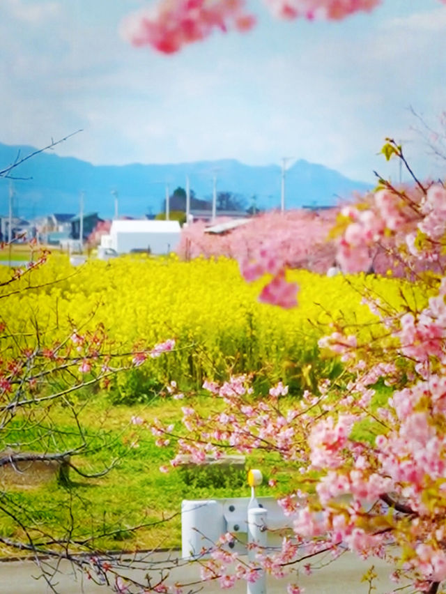 History in Bloom at Matsusaka Park
