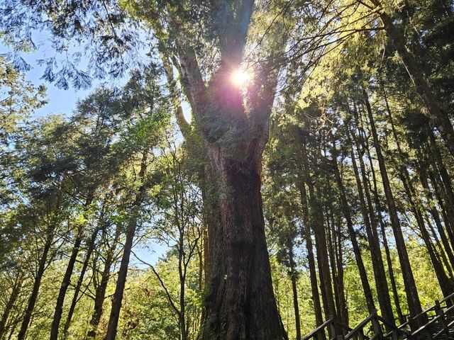 行！走入超完美芬多精仙境～阿里山森林公園