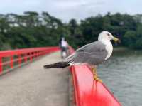 出会いの橋と呼ばれるパワースポット🫣⛩松島海岸に浮かぶ朱色の橋💓