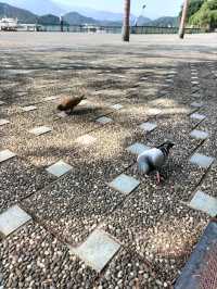 日月潭二日遊