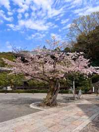 日本｜京都｜清水寺周邊