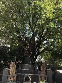【両国　相撲と公園のまち歩き　東京都墨田区】