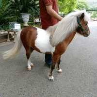 Bonanza Exotic park
