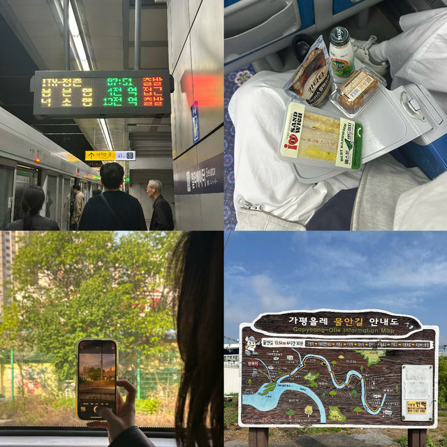 Nami Island One-Day Trip Guide • Spring Forest Walk Plan 🌿🚶‍♂️