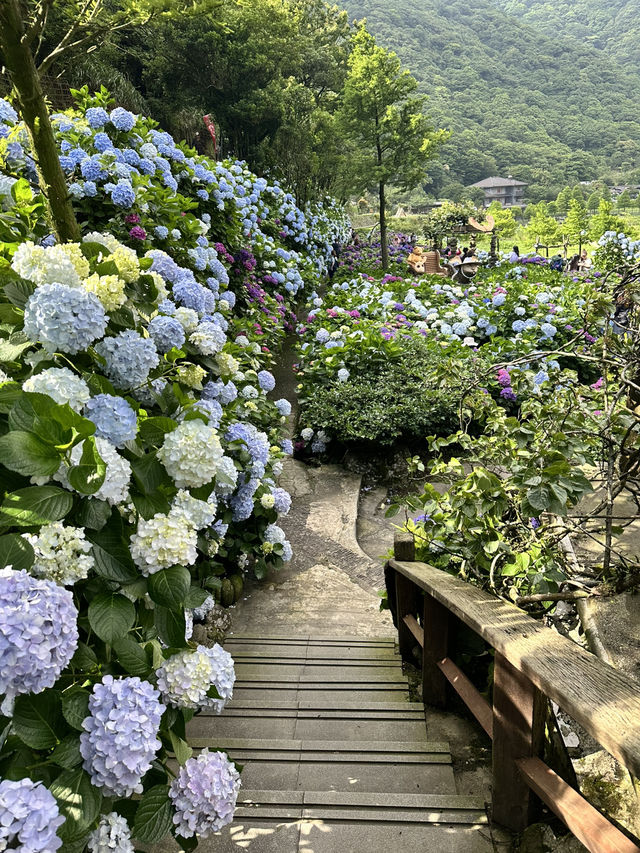 繡球花開時