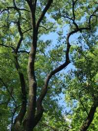 A Serene Retreat in the French Concession: My Visit to Fuxing Park, Shanghai