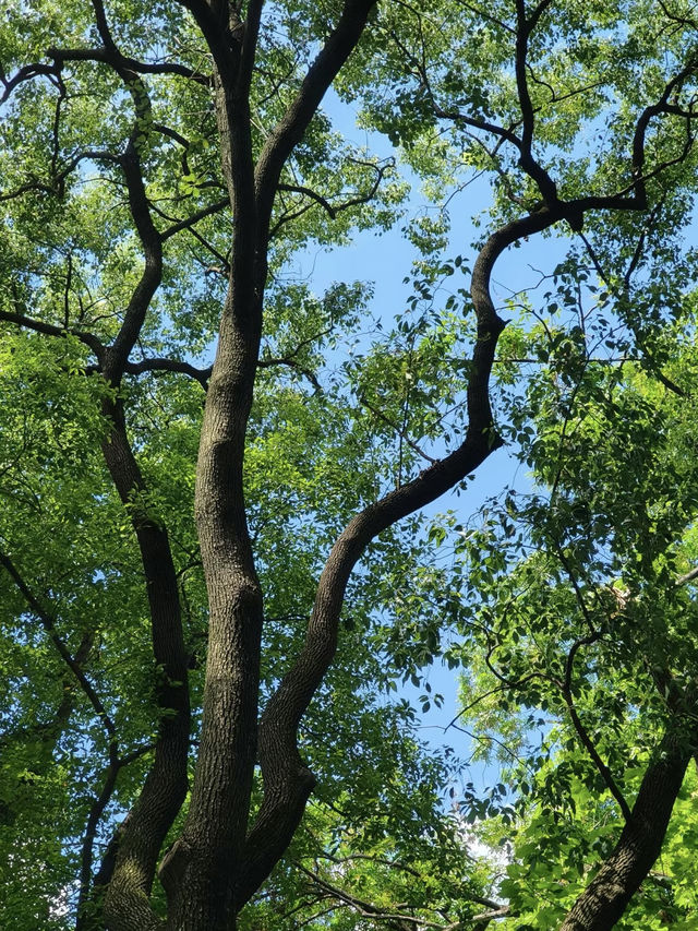 A Serene Retreat in the French Concession: My Visit to Fuxing Park, Shanghai