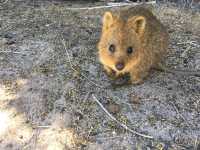 【オーストラリア】あの可愛い動物に会える島