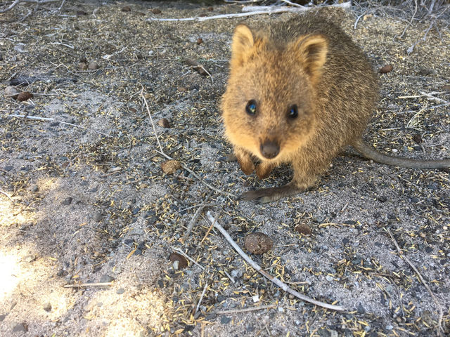 【オーストラリア】あの可愛い動物に会える島