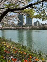 ชมวิวพ็อตกตที่มุมทะเลสาบ seokchon lake😍