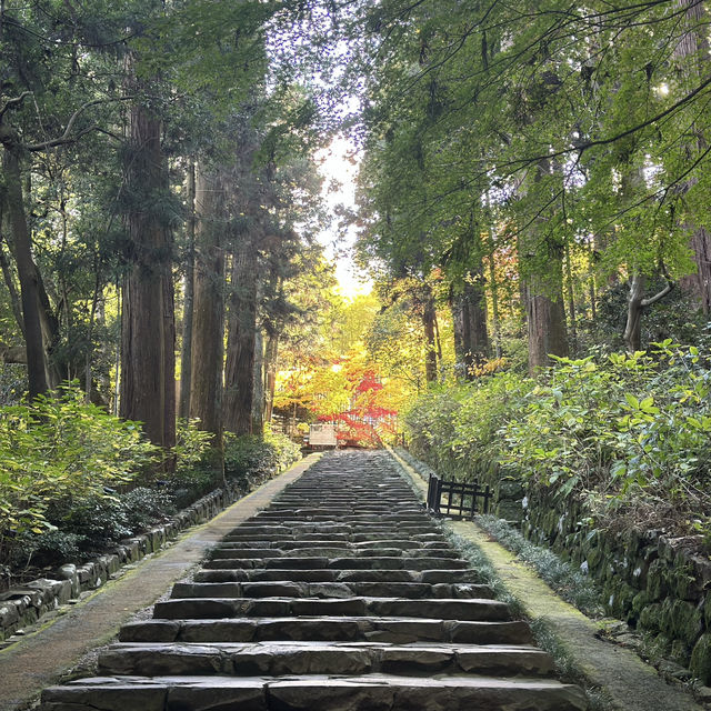 🪾🌳 A Serene Stroll Through 杉参道 (Cedar Avenue to Zuihoden)