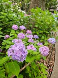 超美！福岡季節限定的紫陽花園