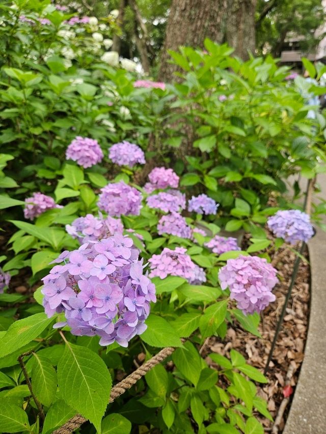 超美！福岡季節限定的紫陽花園