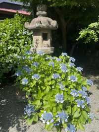 【神奈川県/鎌倉　紫陽花がキレイに咲いている穴場スポット】