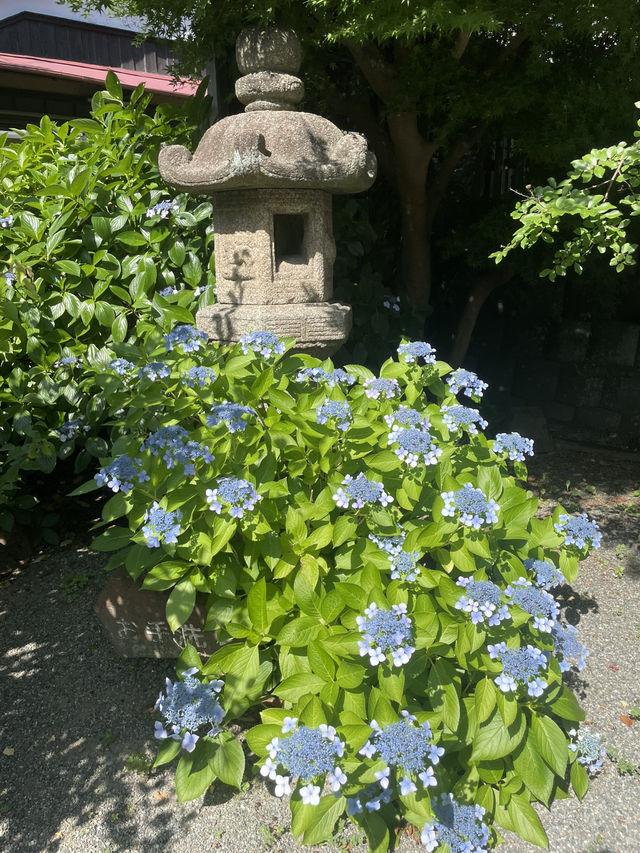【神奈川県/鎌倉　紫陽花がキレイに咲いている穴場スポット】