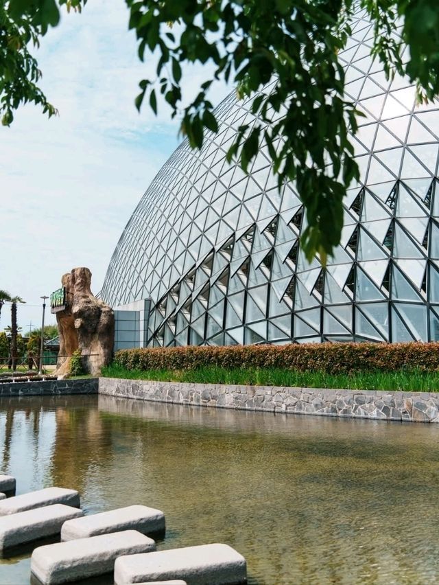 Rainforest Vibes Without the Flight at Geoje Jungle Dome