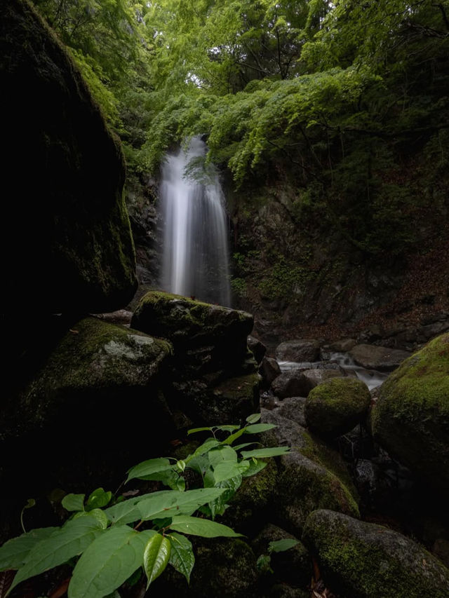 【伝説と紅葉が彩る癒しの滝🌿白藤の滝で静寂と出会う旅】