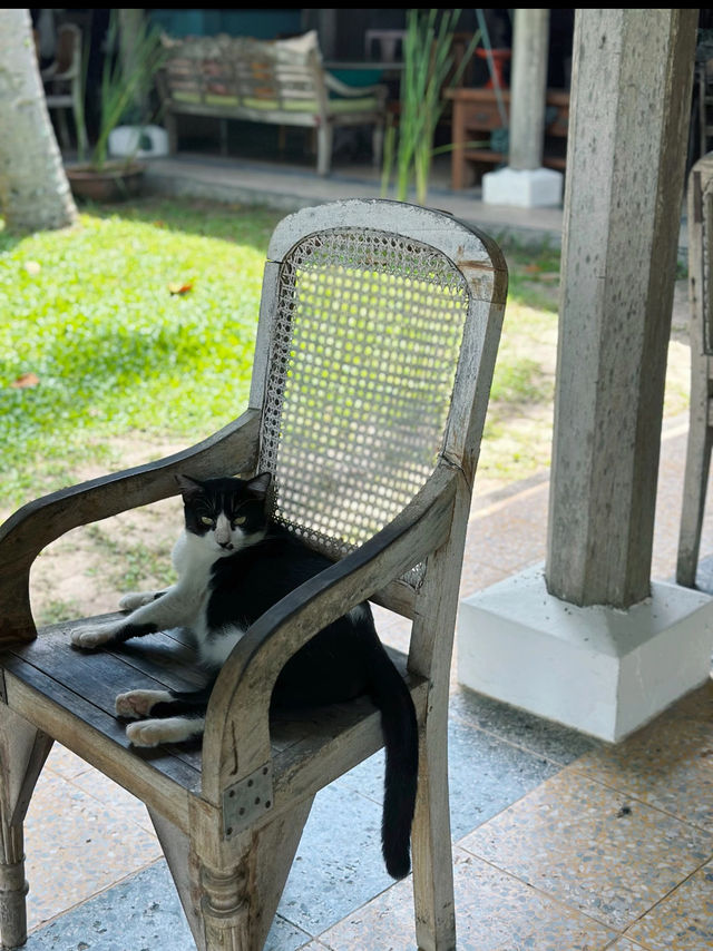 🐾First Meal in Langkawi – Cats, Grass & Chill at NAM Restaurant