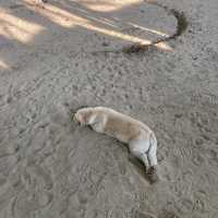 หาดในหาน