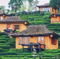 ⛰️ ลีไวน์รักไทย แม่ฮ่องสอน