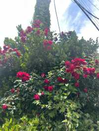 Busan and summer flowers