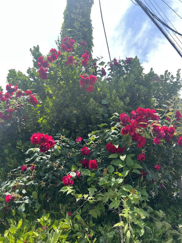 Busan and summer flowers