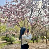 🌸꽃 피는 베이징의 봄, 공원에서 느낀 조용한 힐링🌿
