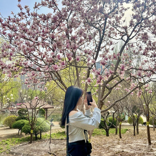 🌸꽃 피는 베이징의 봄, 공원에서 느낀 조용한 힐링🌿