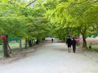 부안 당일치기 여행지로 딱인 내소사 🌳