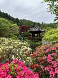 可能係全韓國最靚嘅花園！晨靜樹木園：四季都美到不像話💐💫
