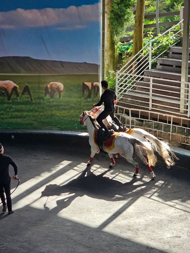 清境農場🐑🐎