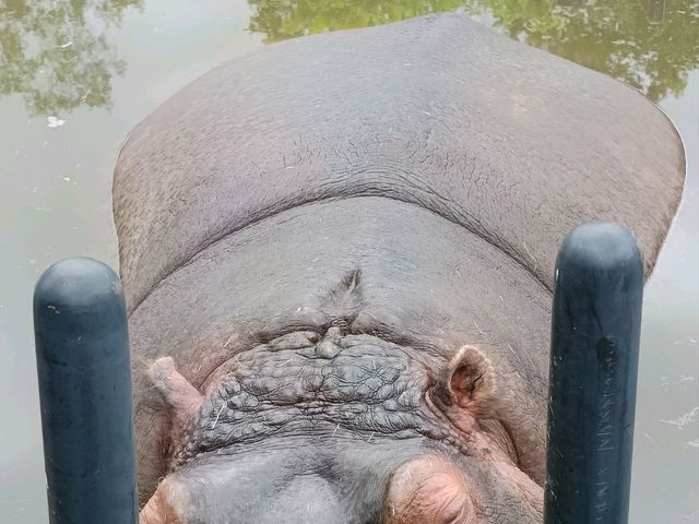 旭川巴士2日遊-常磐公園，旭山動物園