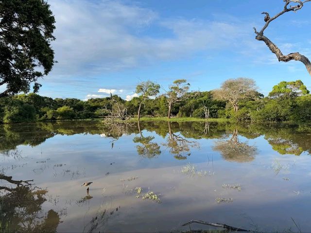 Wild Times at Yala National Park
