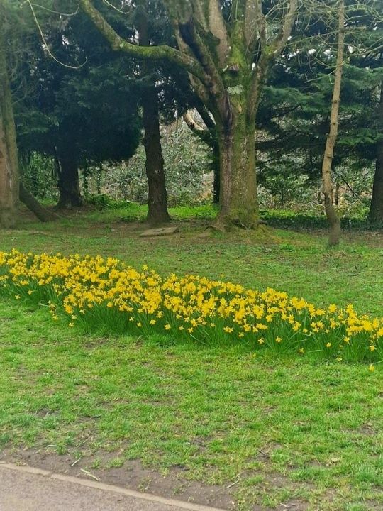 Sophia Gardens