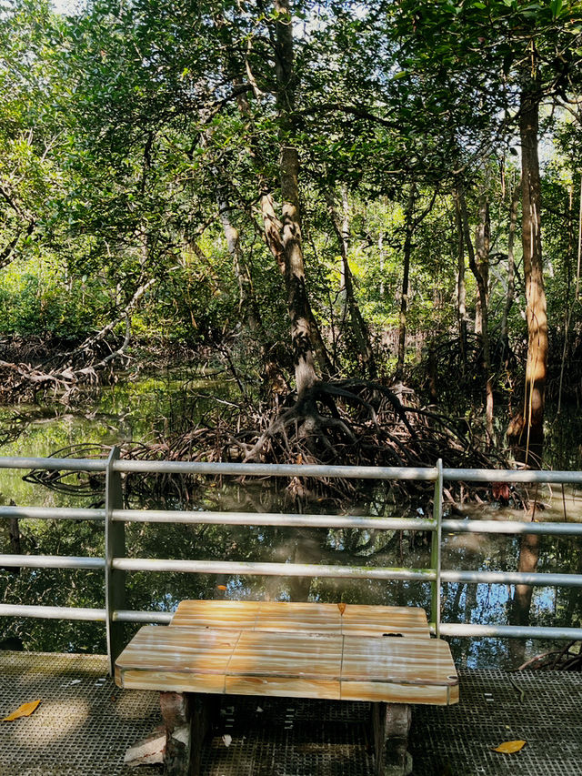 City Mangrove Park – A Perfect Summer Escape into Nature