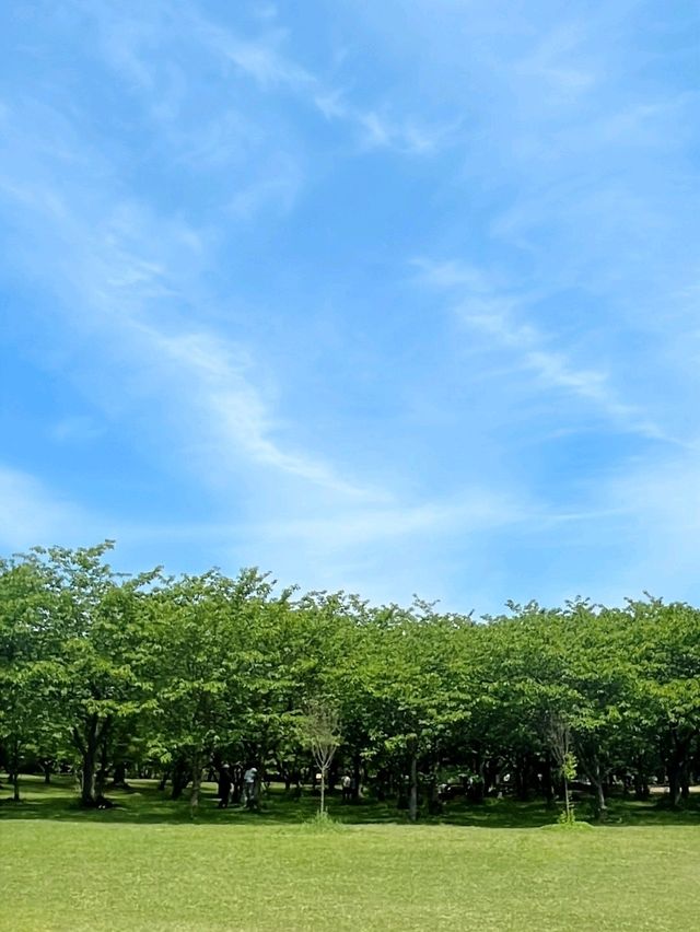 🌿 후쿠오카 최대 규모 자연공원 – 우미노나카미치 해변공원