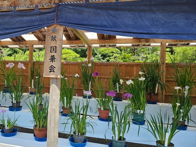 日本淨化漫行，伊勢神宮之旅。