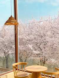 🇰🇷 Seoul Suburbs | Dreamy Cherry Blossom Café 🌸💕