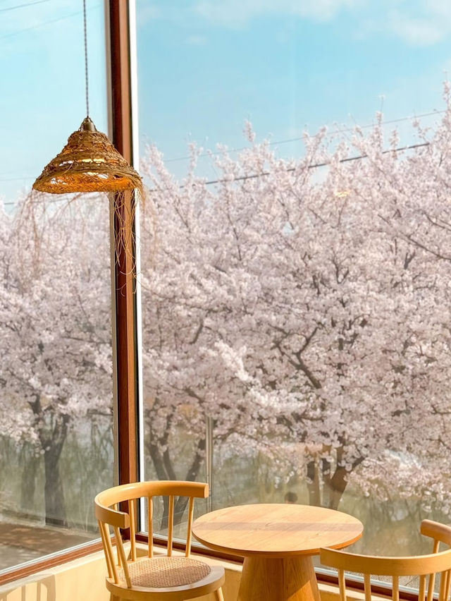 🇰🇷 Seoul Suburbs | Dreamy Cherry Blossom Café 🌸💕