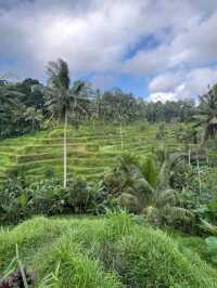  Emerald Steps & Morning Magic: Tegalalang Rice Terrace