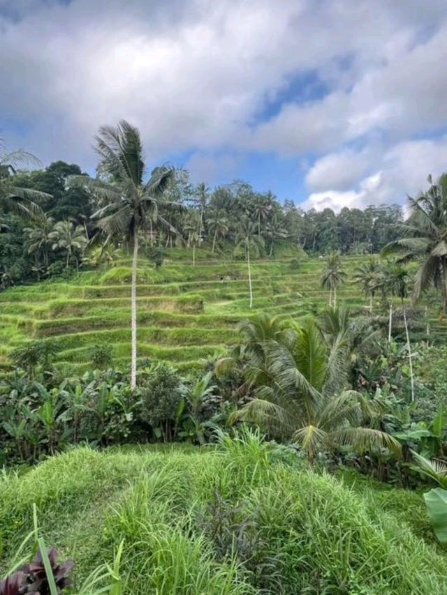  Emerald Steps & Morning Magic: Tegalalang Rice Terrace