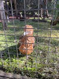 A day with animals