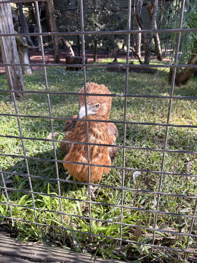 A day with animals