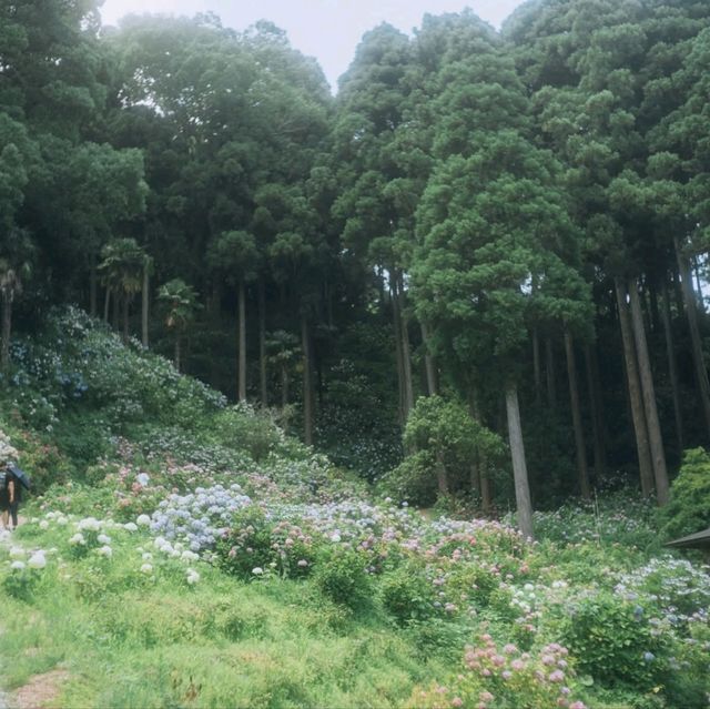 Hattori Farm Hydrangea Mansion