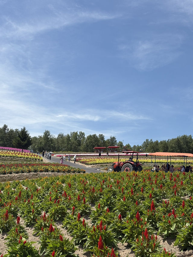 Summer in Biei-Furano 🌸🌻🌷