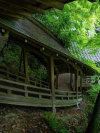 【永観堂】“もみじの永観堂”で心染まる🍁秋だけじゃない、四季の美に出会える寺